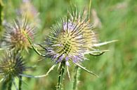 Distel von Marcel Ethner Miniaturansicht