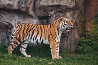 Un tigre fier et élancé se dresse magnifiquement contre une falaise de pierre. Un beau gros chat tig par Michael Semenov Aperçu
