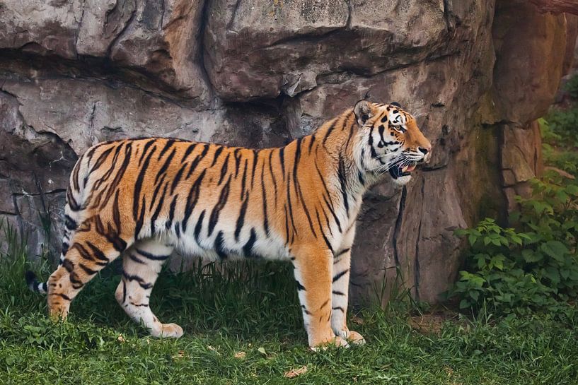 Un tigre fier et élancé se dresse magnifiquement contre une falaise de pierre. Un beau gros chat tig par Michael Semenov