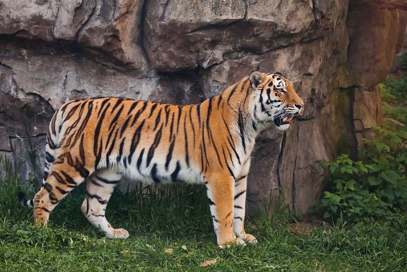 A proud, sleek tiger stands beautifully against a stone cliff. Beautiful powerful big tiger cat (Amu by Michael Semenov
