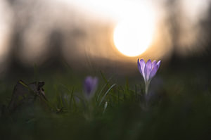 Blumen Teil 254