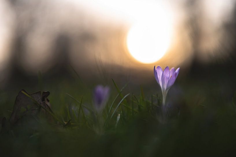 Blumen Teil 254 von Tania Perneel