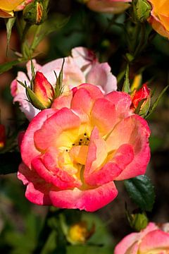 een rood gele roos in de tuin van W J Kok