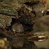 Rosse woelmuis aan het water van Tom Smit