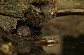 Rosse woelmuis aan het water