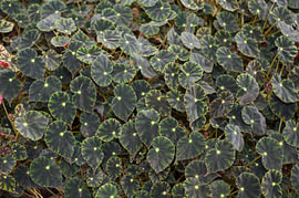Begonia bowerae Ziesenh. 'Bethlehem Star' von Richard Wareham