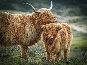 Junger schottischer Highlander mit Mutter