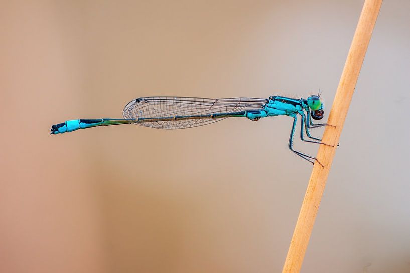 blue damselfly sitting on a blade of grass by Mario Plechaty Photography