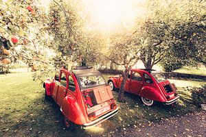 Zwei Citroën 2CV ruhen an einem schönen Sommertag in Belgien in einem Apfelgarten