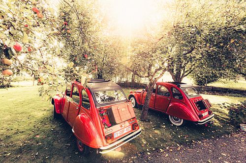 Deux Citroën 2CV au repos dans un verger de pommiers par une belle journée d'été en Belgique