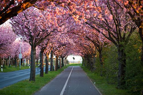 Maagdenburg - Houten pad met Japanse kers