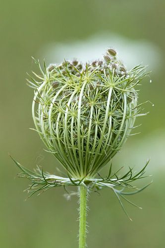 Stolze wilde Karotte