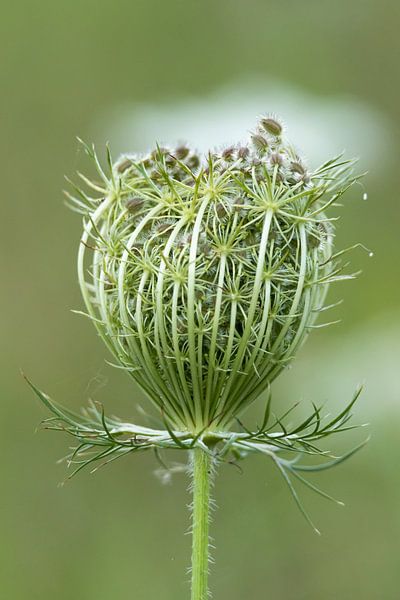 Stolze wilde Karotte von Betty van Engelen