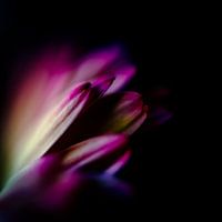 Blooming flower