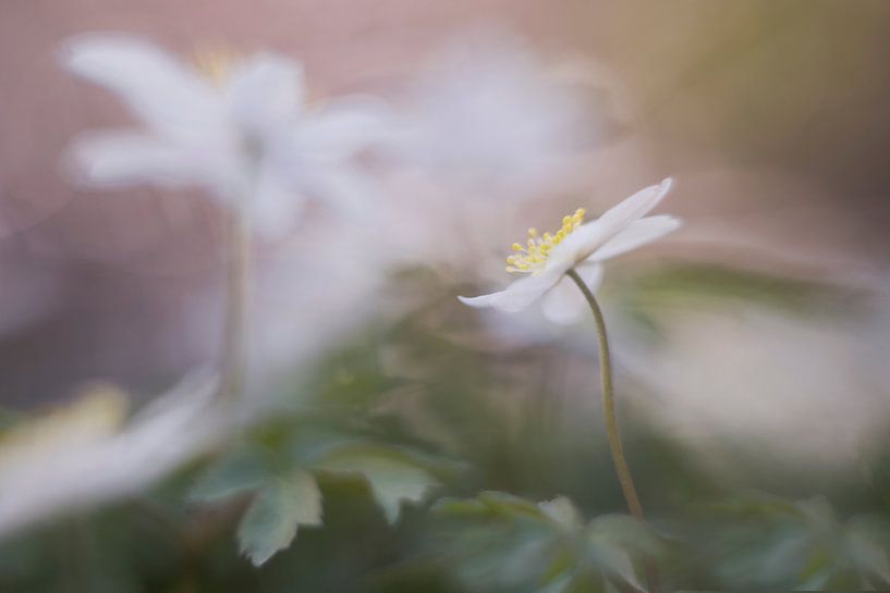 pretty flower by Remco loeffen