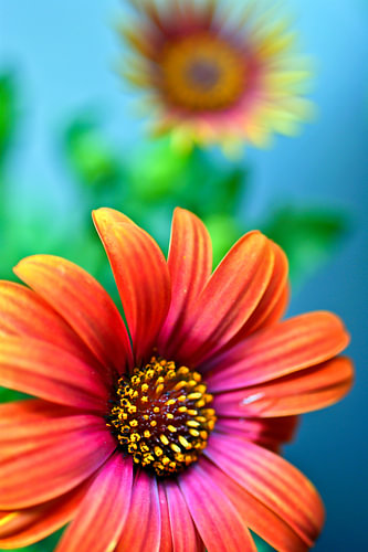 multi-coloured flowers