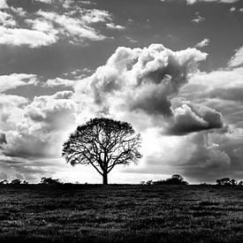 Baum in Wiese Highlight Schwarz/Weiß von Michiel ter Elst