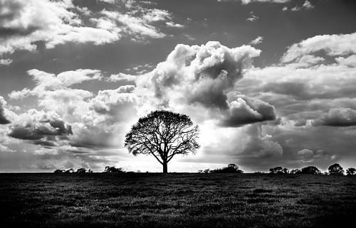 Tree in Meadow Highlight Black/White