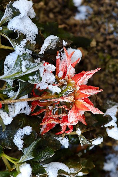 Transience by Thomas Jäger