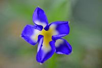 Blau