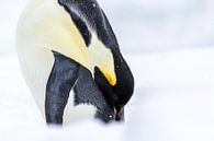 Keizerspinguin - Antarctica van Family Everywhere thumbnail