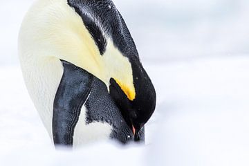 Keizerspinguin - Antarctica van Family Everywhere