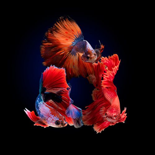 Ornamental fish by artmaster