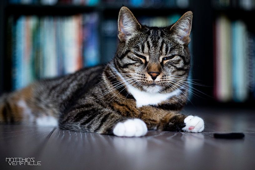 Katze von Matthias Verfaille