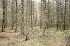 Bos met dennen bij Darazac (Fr). von Berend