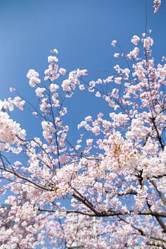 Sakura, Japanse Bloesem van Grey Willow