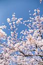 Sakura, Japanese Cherry Blossom by WvH thumbnail