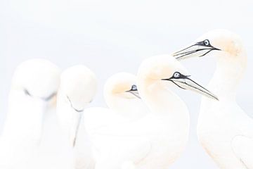 Group of gannets Helgoland