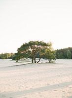 Der eine Baum in den Dünen