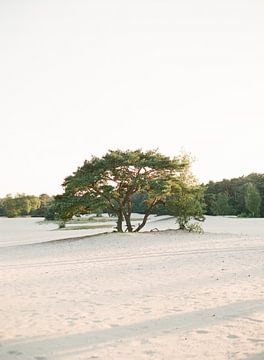 De ene boom in de duinen van Alexandra Vonk