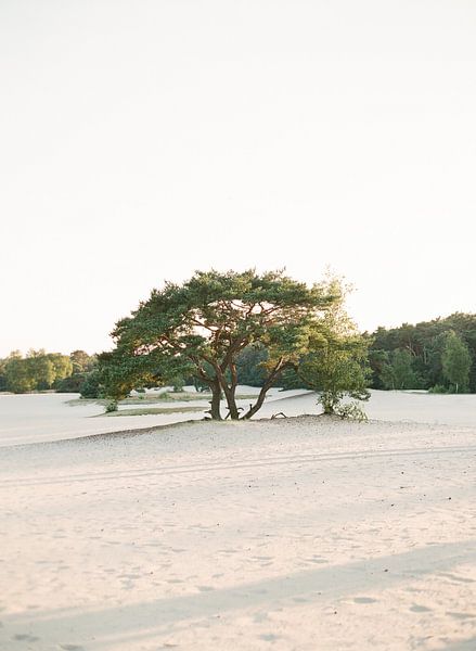 The one tree in the dunes by Alexandra Vonk