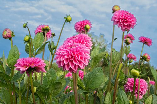 dahlia