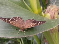 Vlinder