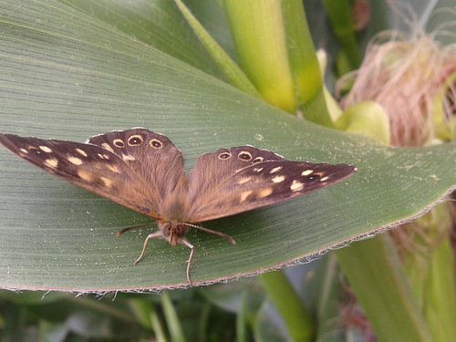 Vlinder by angelique van vliet