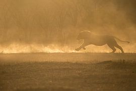 running lion by gj heinhuis