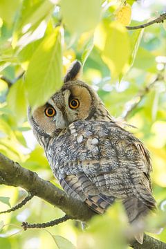 A long-eared owl in autumn by Danny Slijfer Natuurfotografie