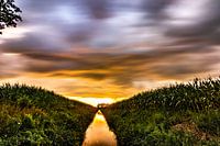 Harfsen, magical evening, corn