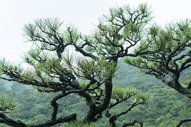 Misty Morning by Marijn Kuijper