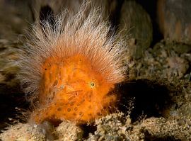 Punk anglers fish by Dray van Beeck