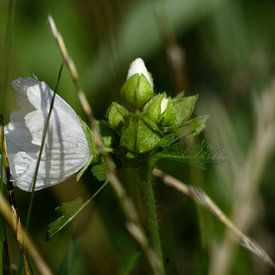 Versteckt im Gras von Jaap Kloppenburg