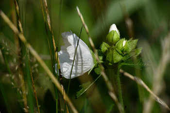 Hidden in the grass