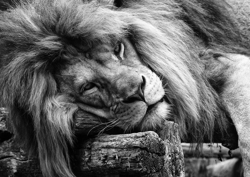 Lion endormi par Bert Hooijer