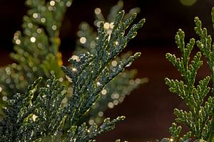 Detail einer Konifere mit Bokeh-Lichtern