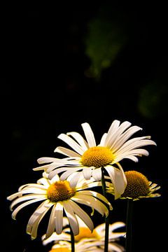 Margeriten im Sommer 1300