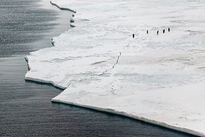 Keizerspinguins op ijschot in McMurdosound
