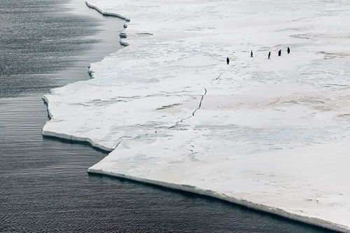Keizerspinguins op ijschot in McMurdosound sur Family Everywhere